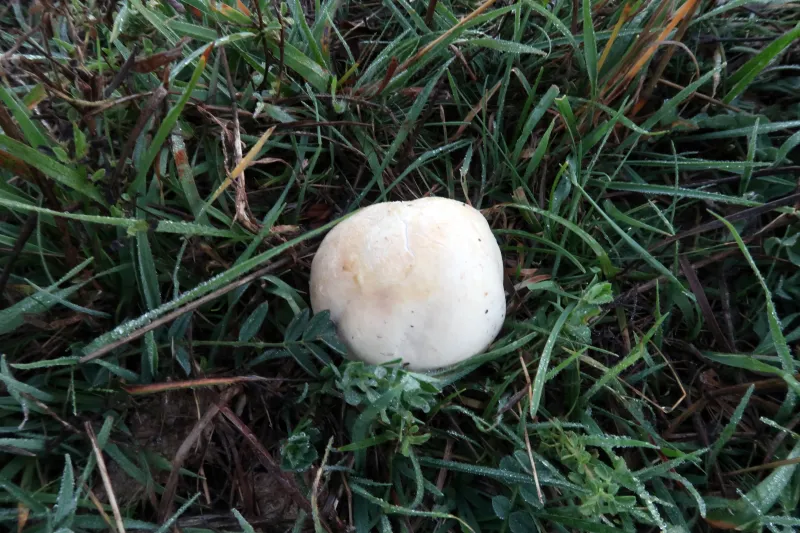 Agaricus arvensis 1 - IMG_3700